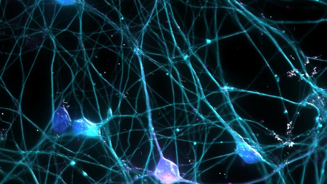 Neurozapalenie jest niezbędne dla pamięci i zdrowia neuronów – badanie obala dotychczasowe przekonania