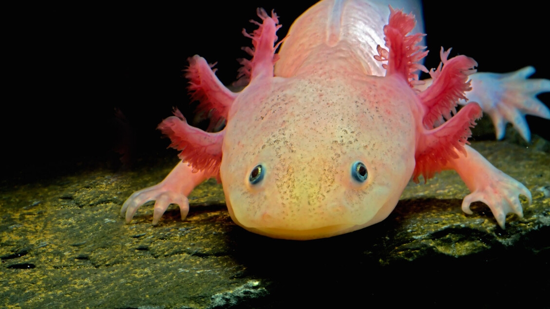 The director of limb regeneration discovered