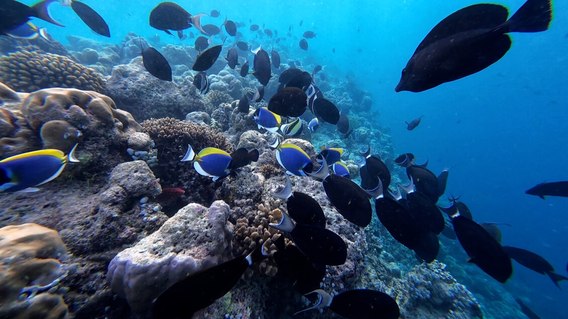 Maldive oltre i cliché tra reef da salvare e comunità locali