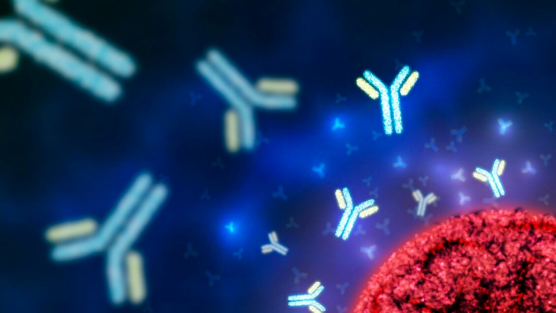 Verso un cocktail di anticorpi universale contro l'influenza