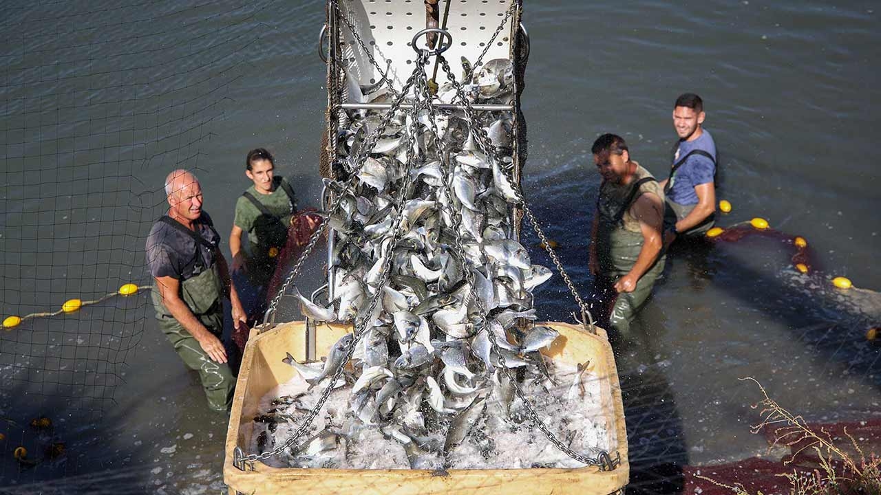 Alvor: Pescalgarve desenvolve aquacultura inovadora que junta macroalgas, douradas e pepinos-do-mar