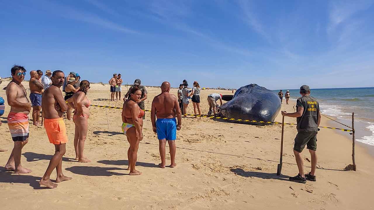 A 15-meter sperm whale washed ashore on Armona Island