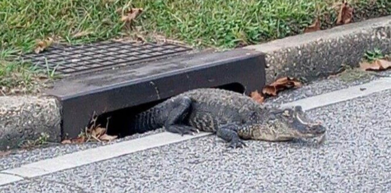 Scare for passersby: a crocodile came out of a sewer