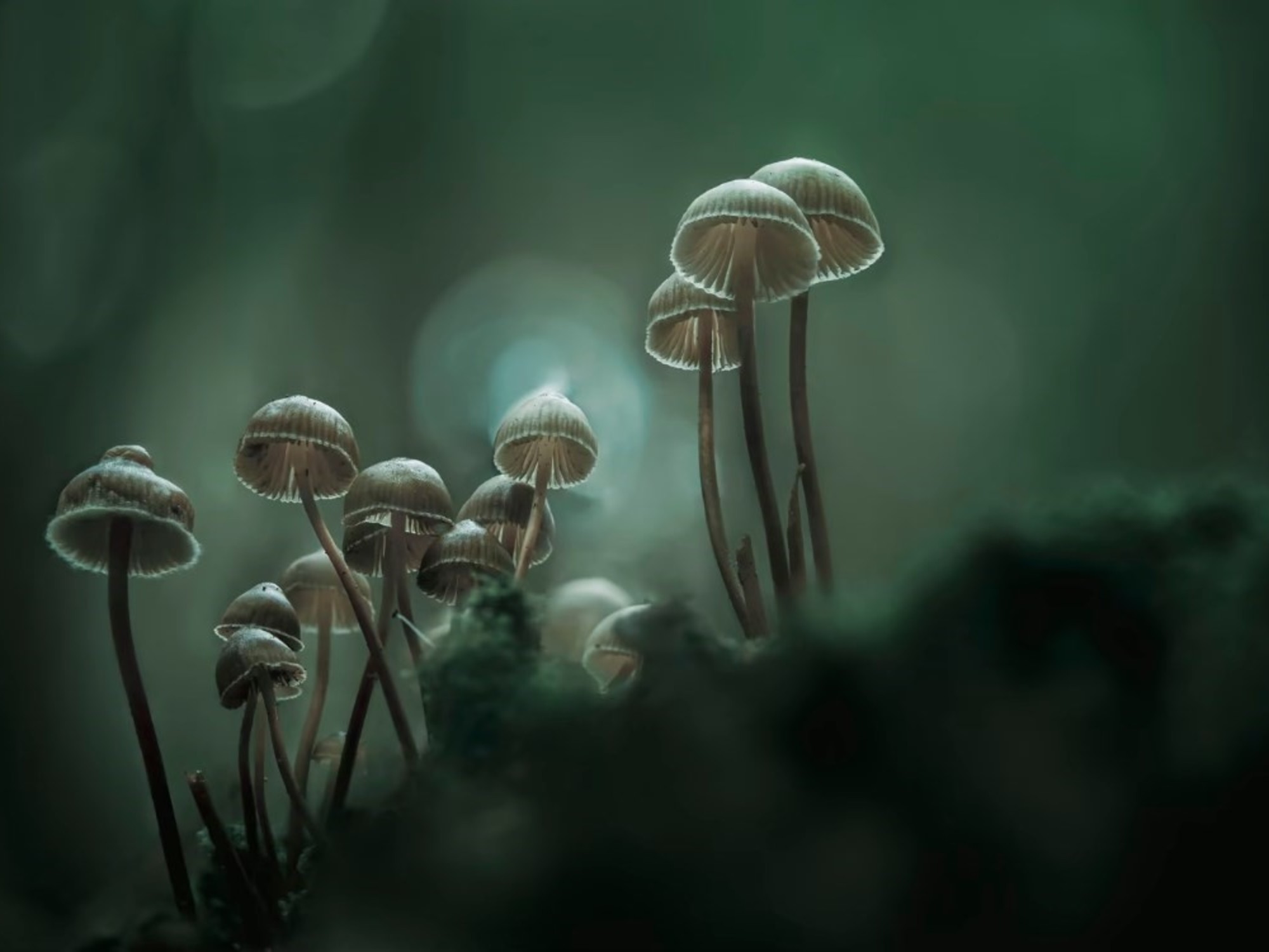 Da selva mazateca aos ensaios científicos: por que todos querem saber o poder dos cogumelos?