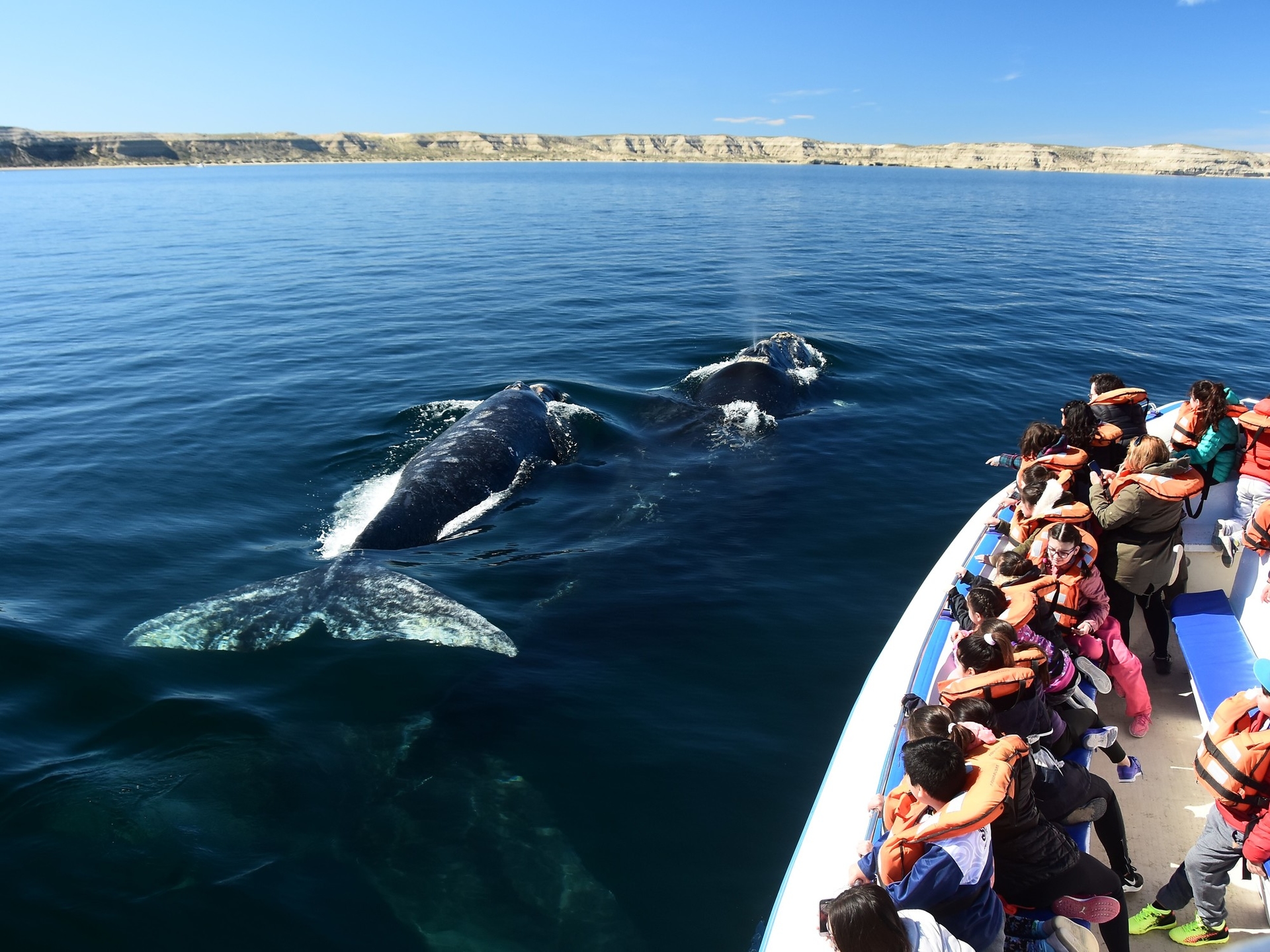 Cuándo comienza la temporada de ballenas en Puerto Madryn y precios de excursiones para las vacaciones de invierno
