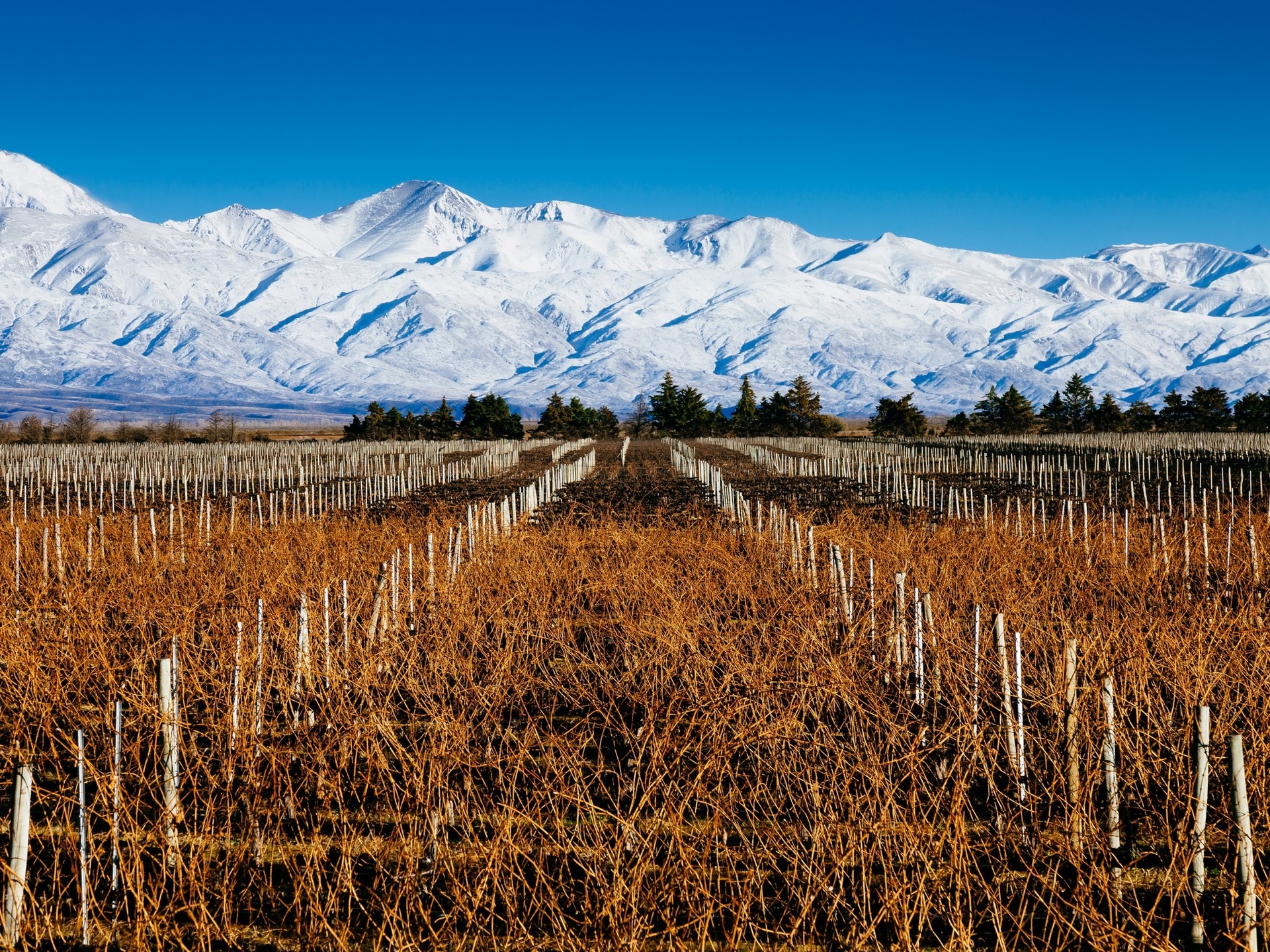 O que ver em Mendoza durante as férias de inverno: o que ver na cidade, as altas montanhas e as rotas do vinho, e a incrível paisagem de La Payunia.