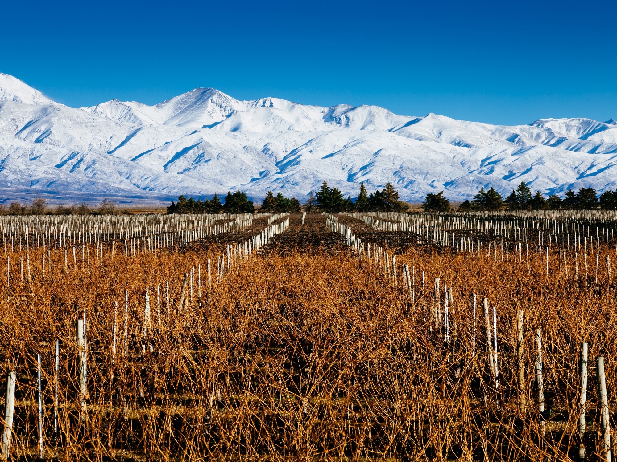 O que ver em Mendoza durante as férias de inverno: o que ver na cidade, as altas montanhas e as rotas do vinho, e a incrível paisagem de La Payunia.