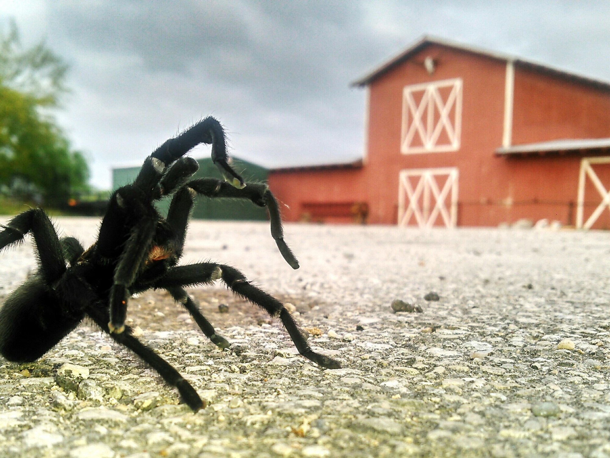 United States: The tarantula "invasion" that is also a tourist attraction