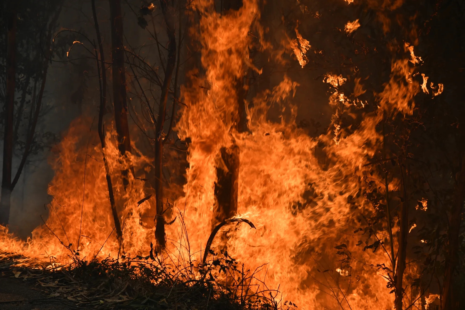 La gestión y prevención de incendios recibirá 6 millones de euros de ayudas
