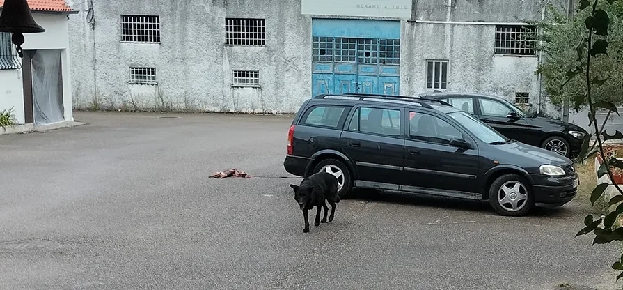Cão morto à porta de casa por animal errante