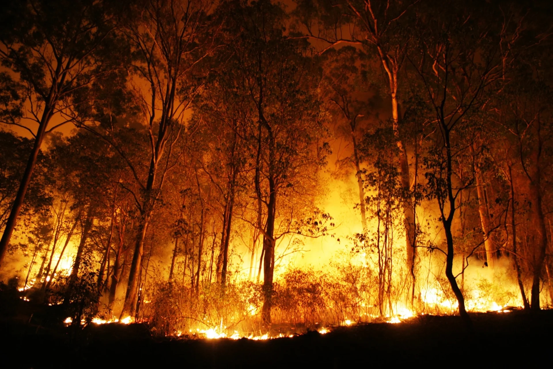Support of over €3.7 million for farmers affected by the summer fires