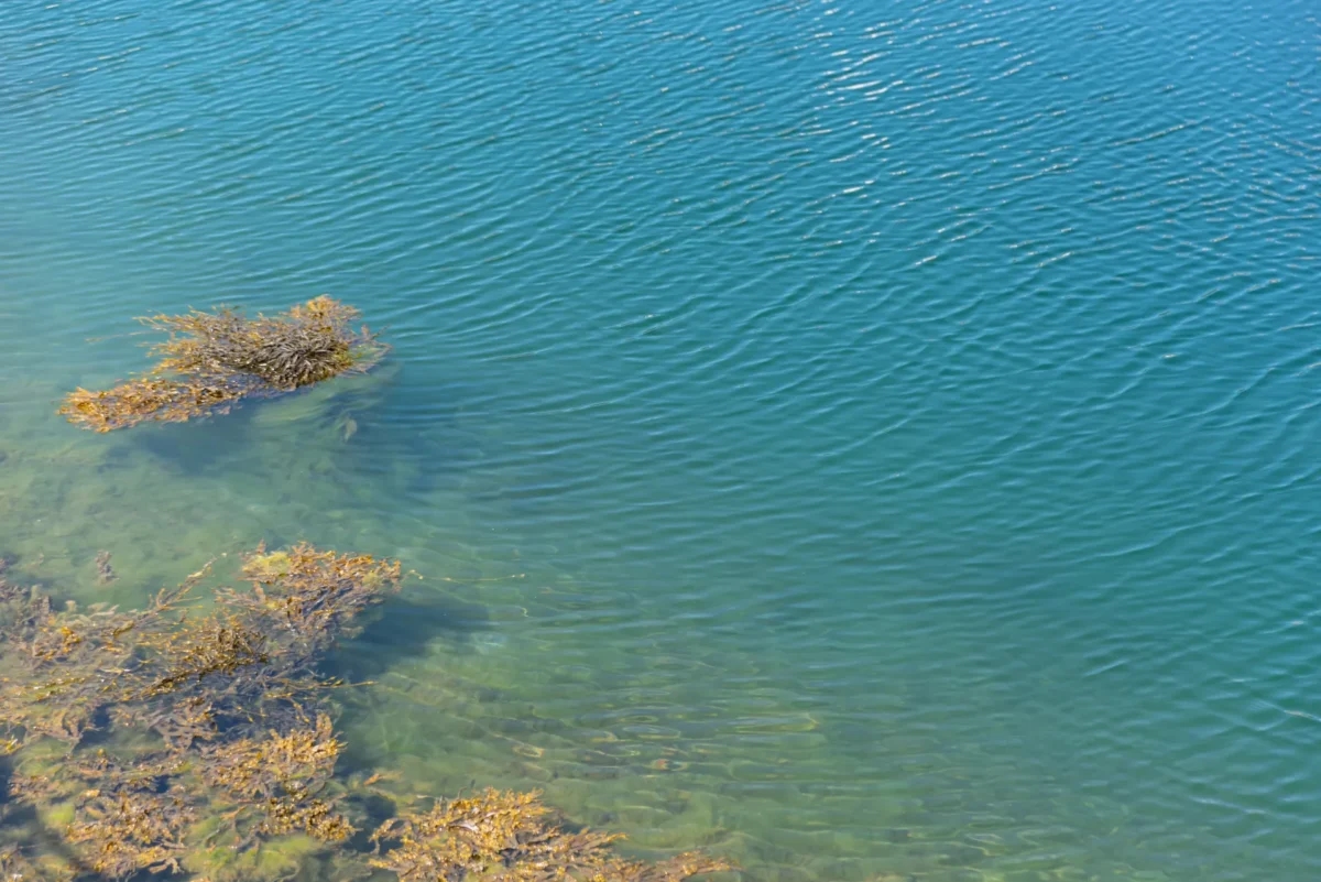 Portugal neemt 'exponentiële toename' van beschermde mariene gebieden mee naar biodiversiteitstop