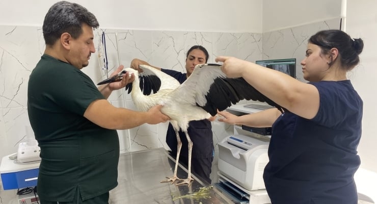Manisa'da yorgun düşen leylek korumada