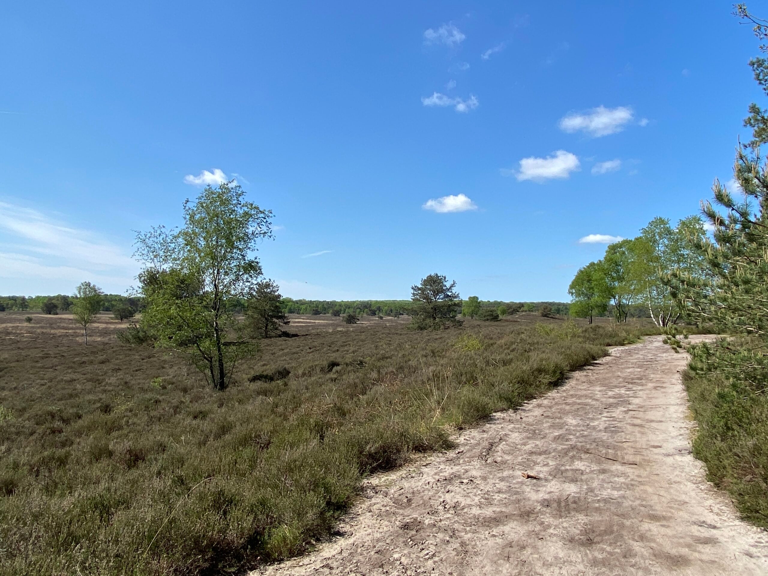 Hollanda destinasyonları: Veluwe'ye geri dönün