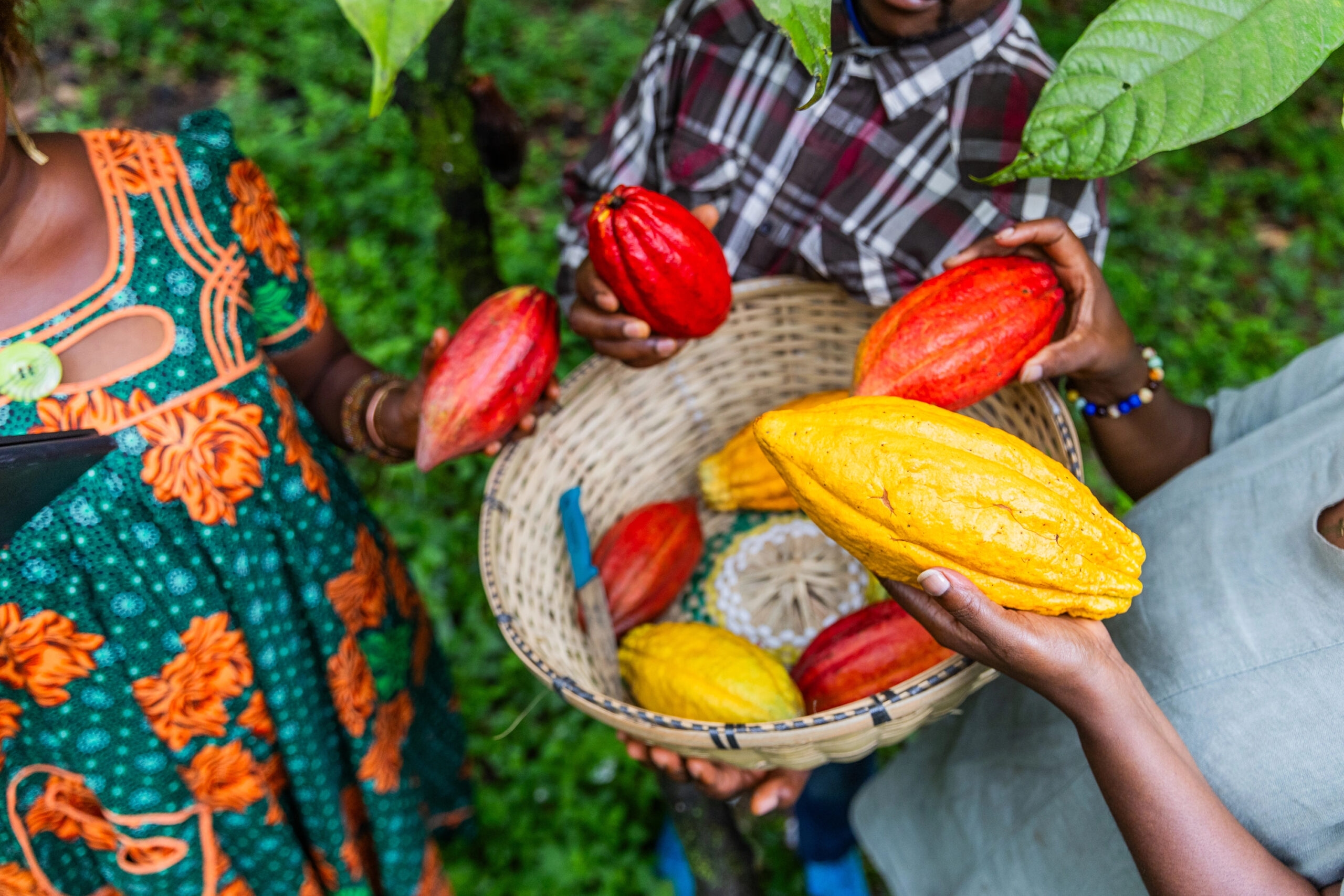 Interesting Facts About the Cocoa Market