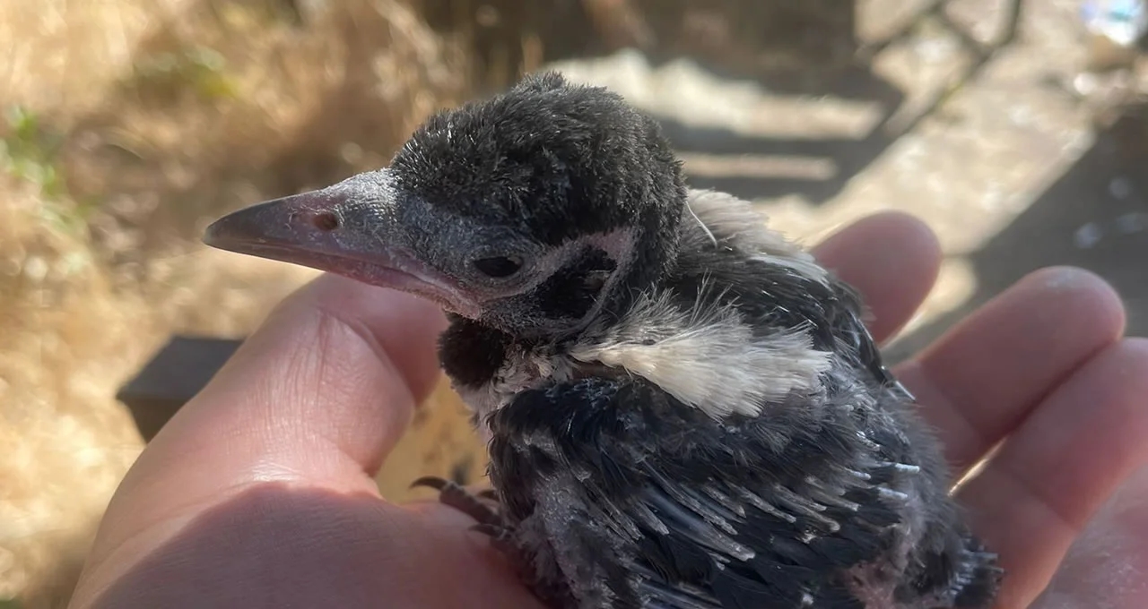De milieugevoelige interventie van Fırat EDAŞ: vogels zijn veilig