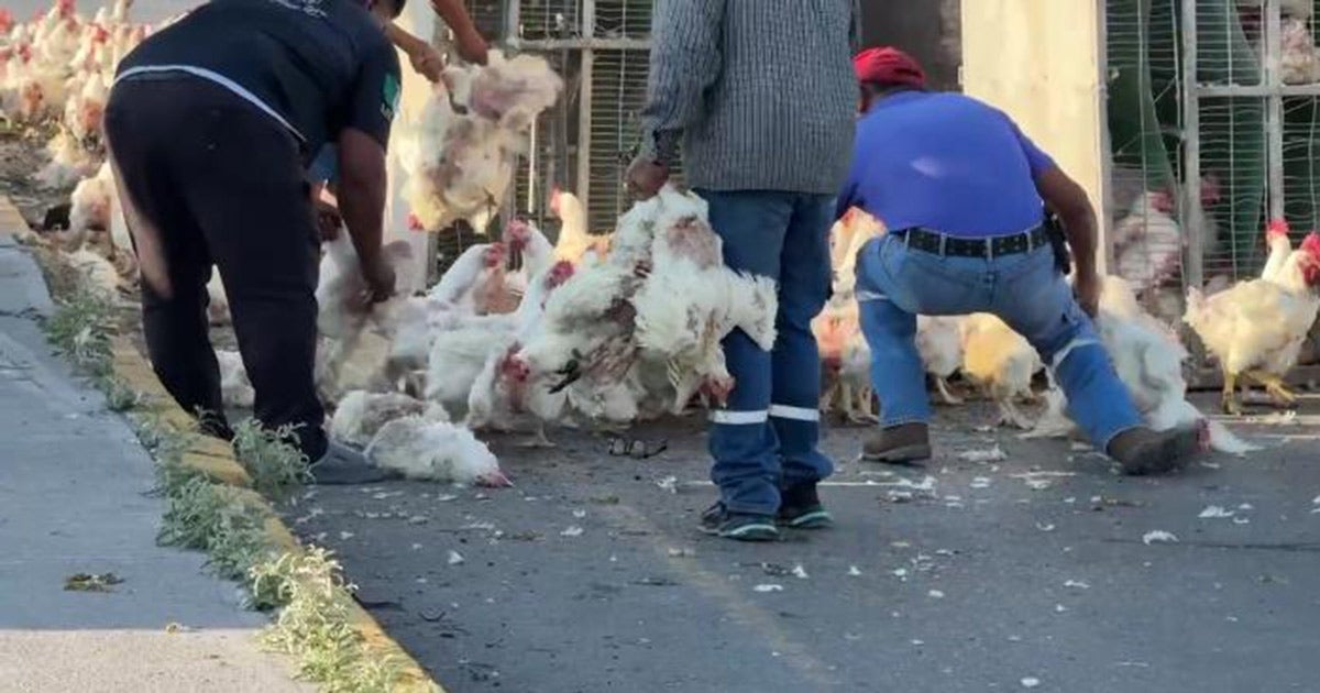 Polli in fuga! I residenti rubano le galline da un rimorchio ribaltato.
