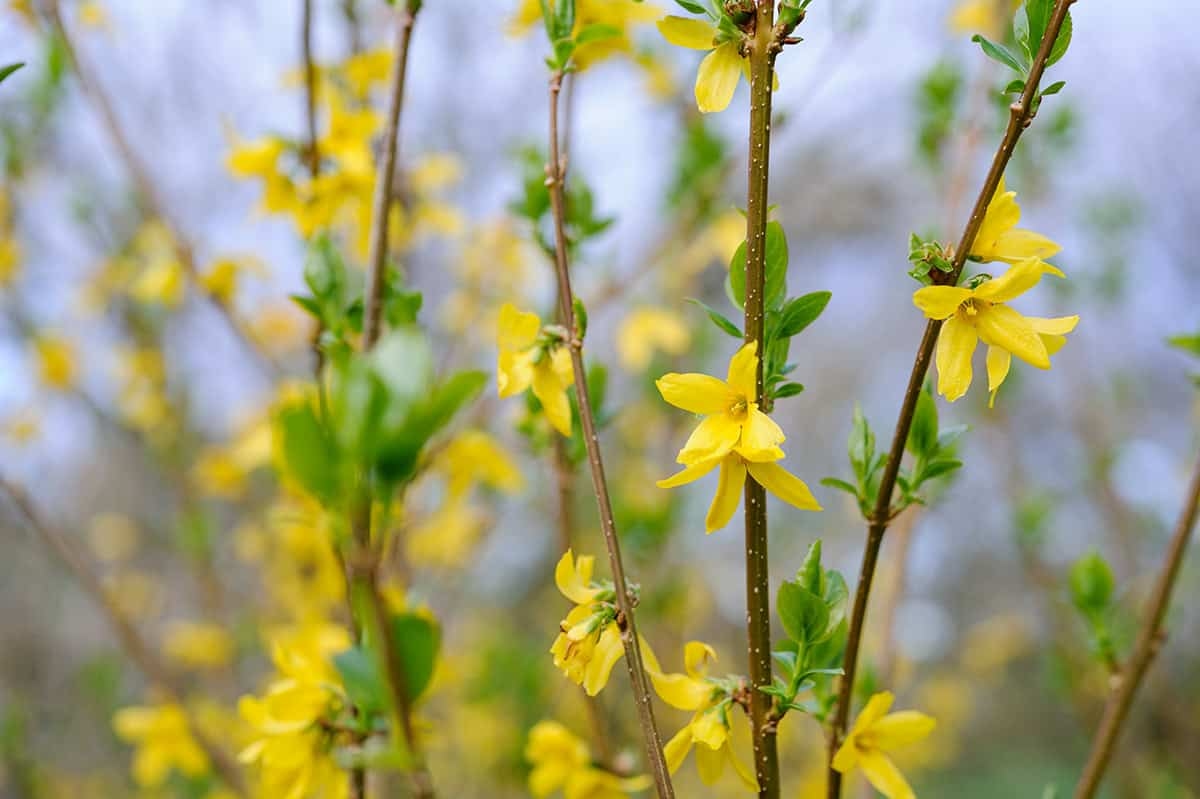 Forsythia snoeien: wanneer en hoe doe je dat (met foto’s)?