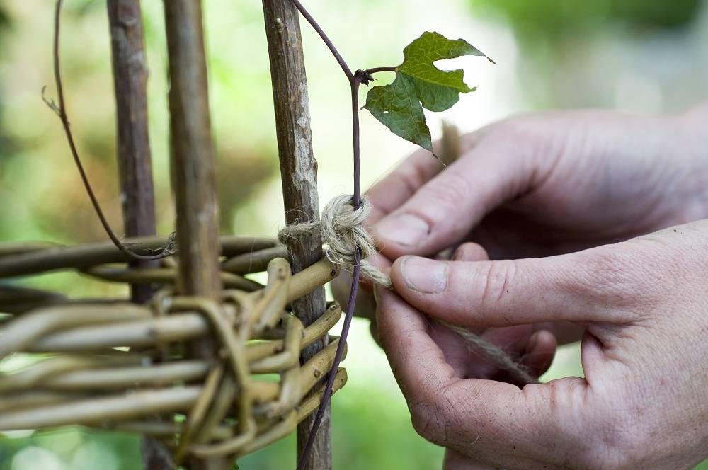 6 consigli per preparare la tua bordura per l'estate