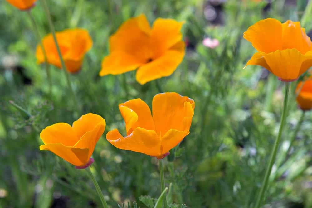 Sowing in August: this is what you can sow this month