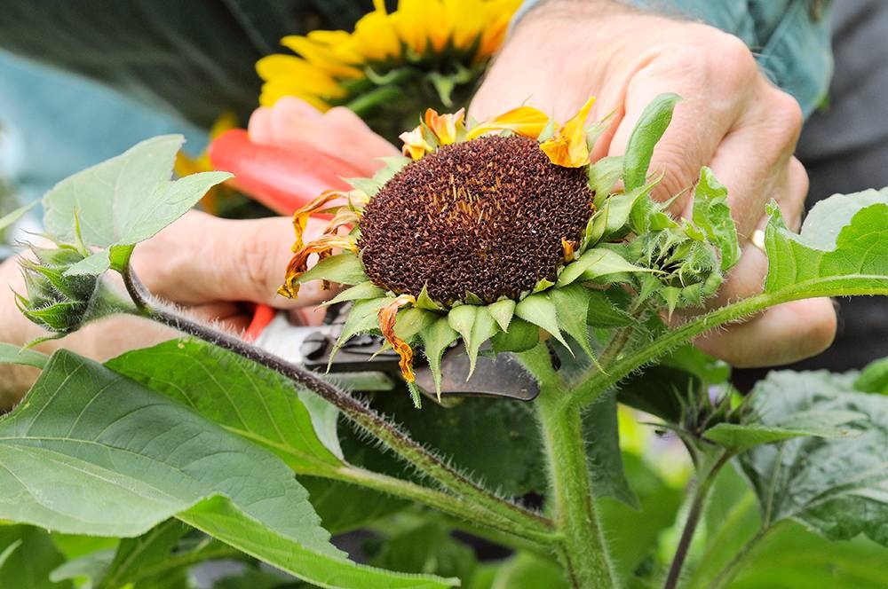 This is what you can prune in August (and this is what you can't)