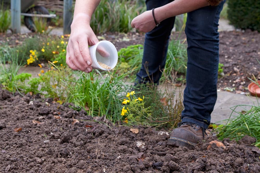 Sowing green manures in your vegetable garden: here's how