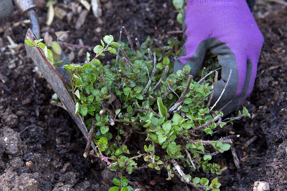 Get your November off to a great start with these 11 gardening chores
