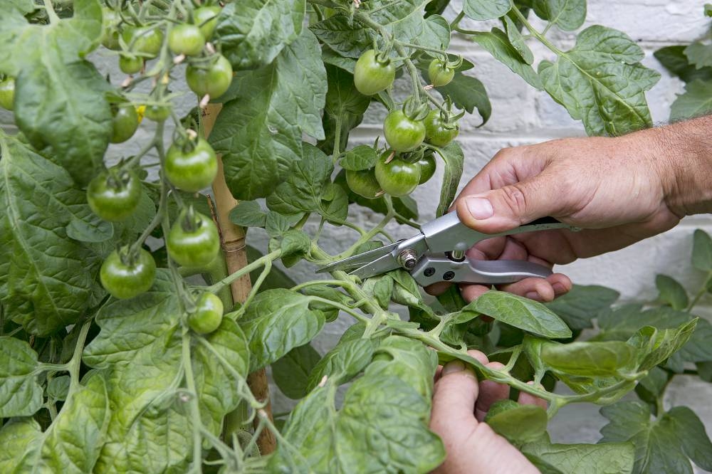 Isto é o que significam as folhas crespas nos tomates (e o que você pode fazer a respeito)