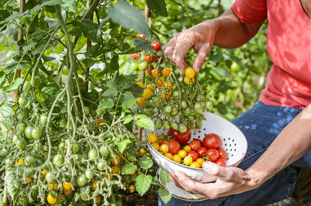 Com essas 5 dicas você pode colher os tomates mais saborosos por mais tempo