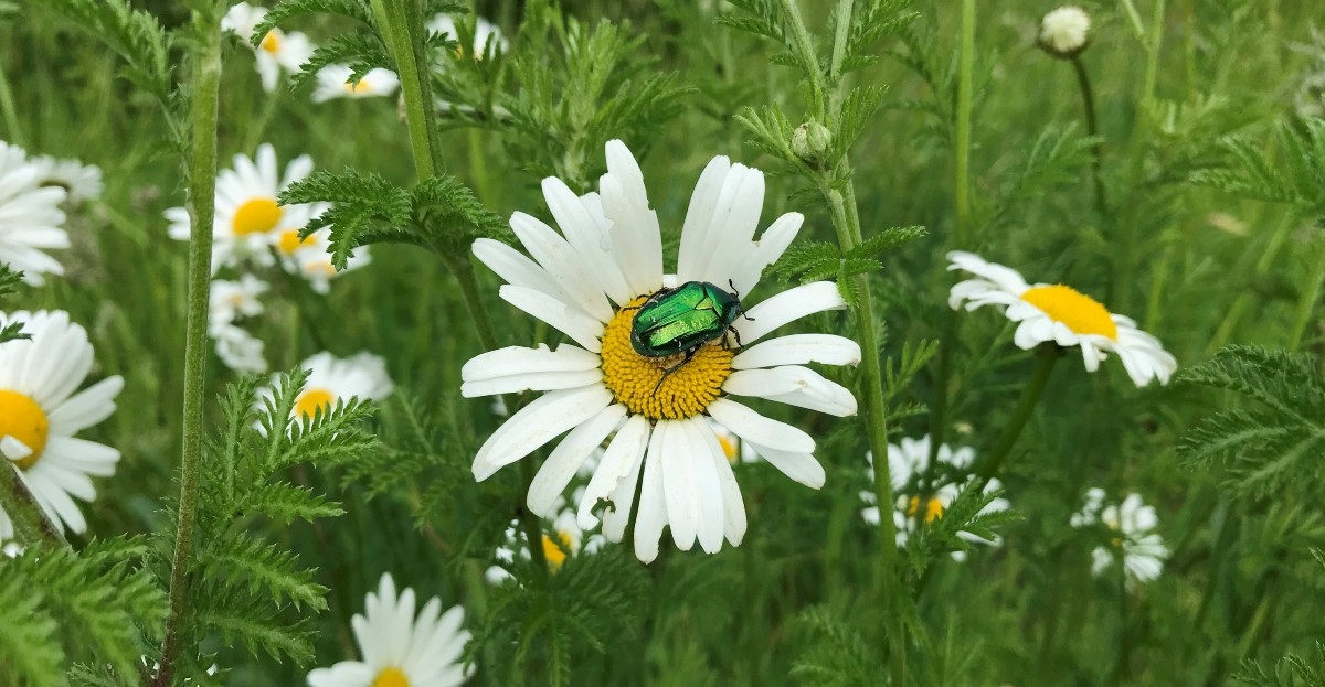 Planta nativa: margarida (Leucanthemum vulgare)