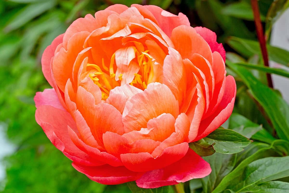 Pluktuin in juni: 7 topbloemen om deze maand te plukken
