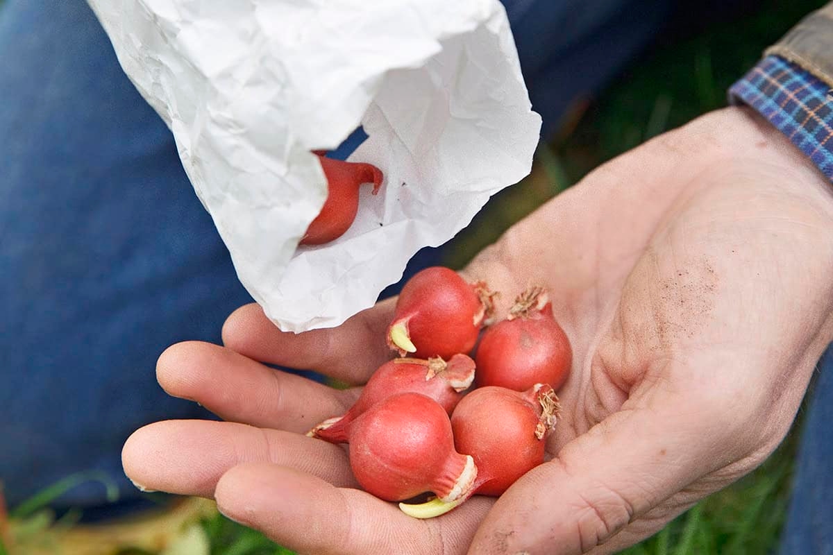 Esqueceu-se dos seus bulbos de flores? Este é o último minuto para plantá-los.