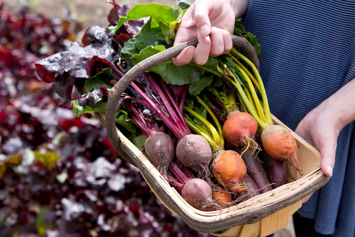 Eigene Lebensmittel im Garten anbauen: Darum sollten Sie noch heute damit beginnen