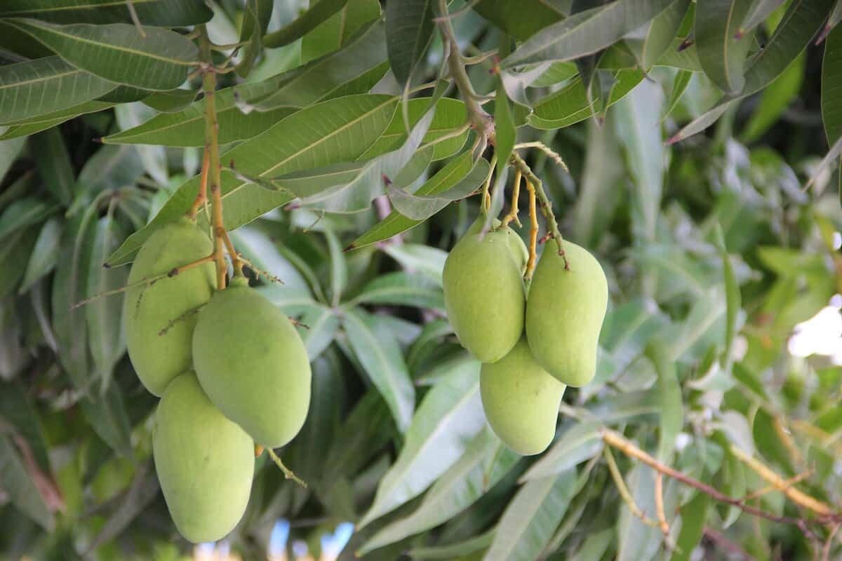 Mangopit planten: zo doe je dat stap voor stap