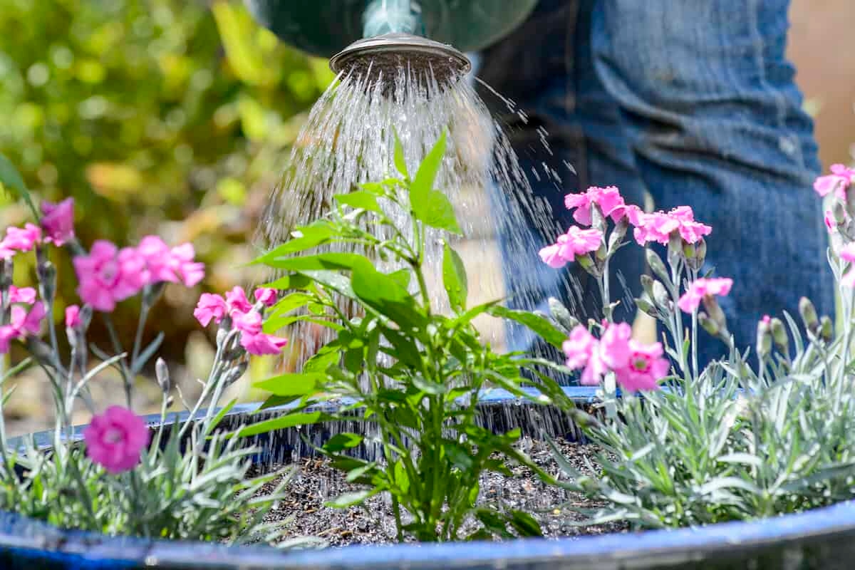 Come far sopravvivere il tuo giardino alla siccità estiva: 10 consigli dagli esperti