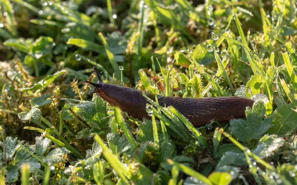 Controllo naturale dei parassiti: lumache e chiocciole