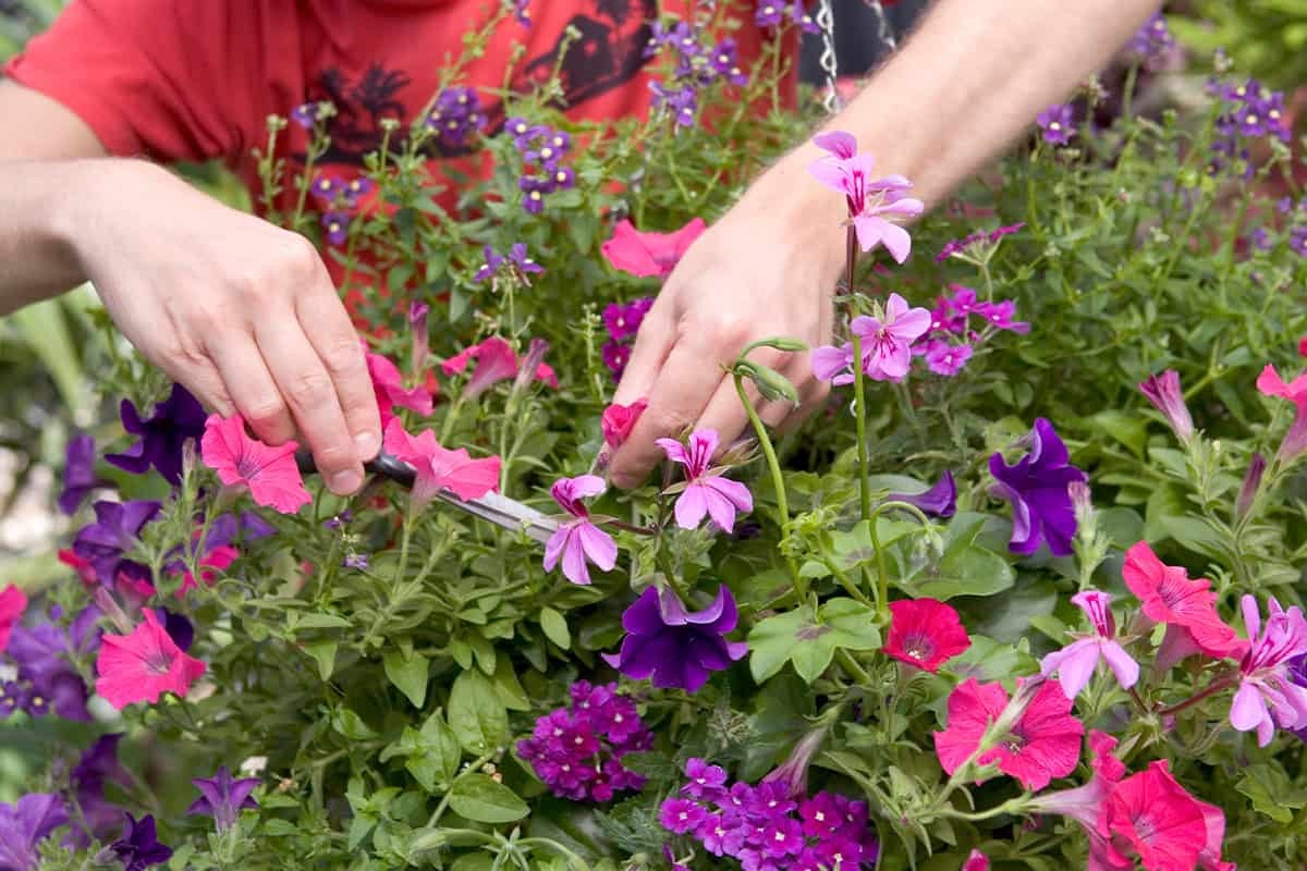 12 coisas que você realmente quer fazer no seu jardim em meados de julho!