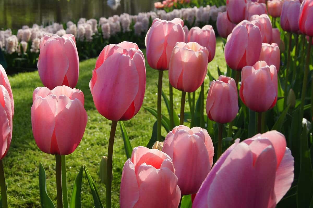 Desfile de Bulbos de Flores - Dia 6: Ganhe o Pacote Long Tulip