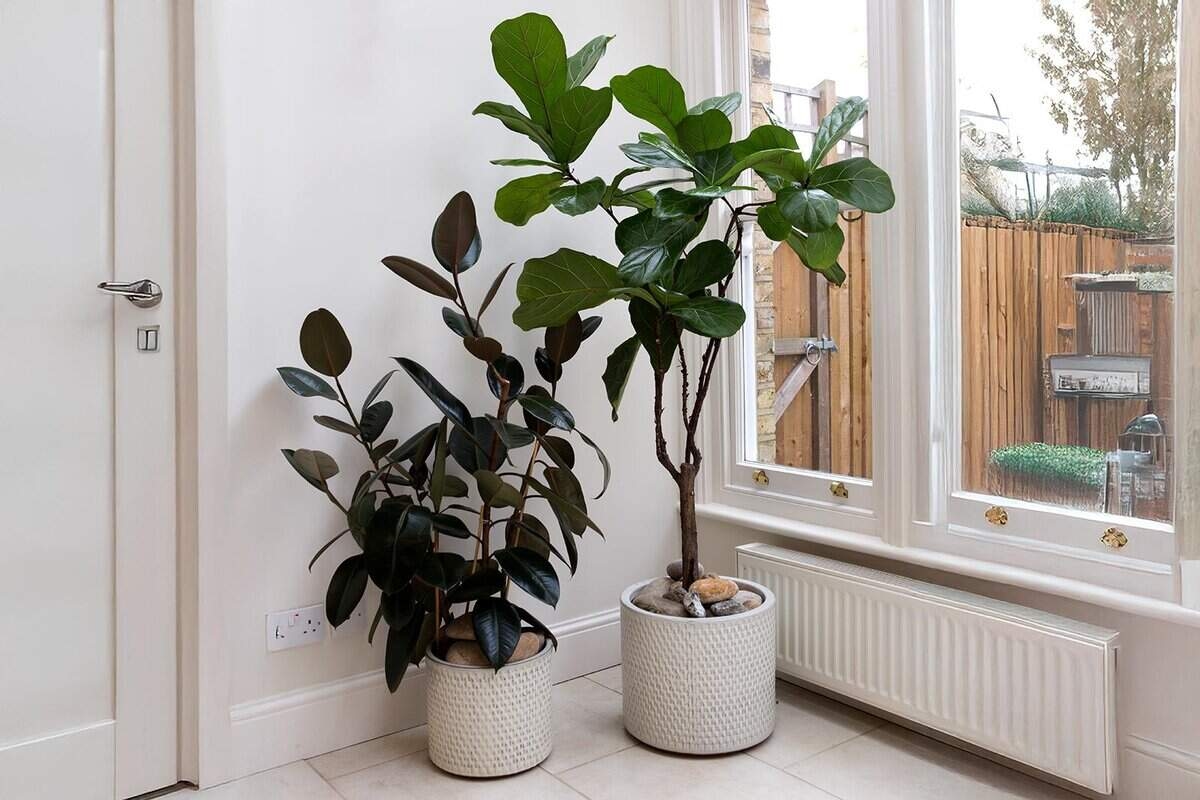 Top 11 air-purifying plants for your home