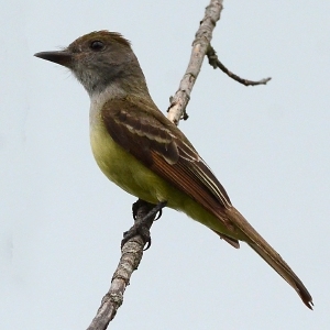 Speaking of Nature: Ghosts in the treetops: Getting to know the great crested flycatcher