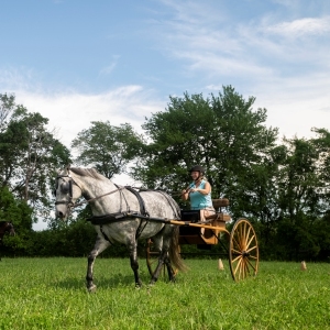 L'événement phare : le New England Morgan Horse Show revient à Northampton