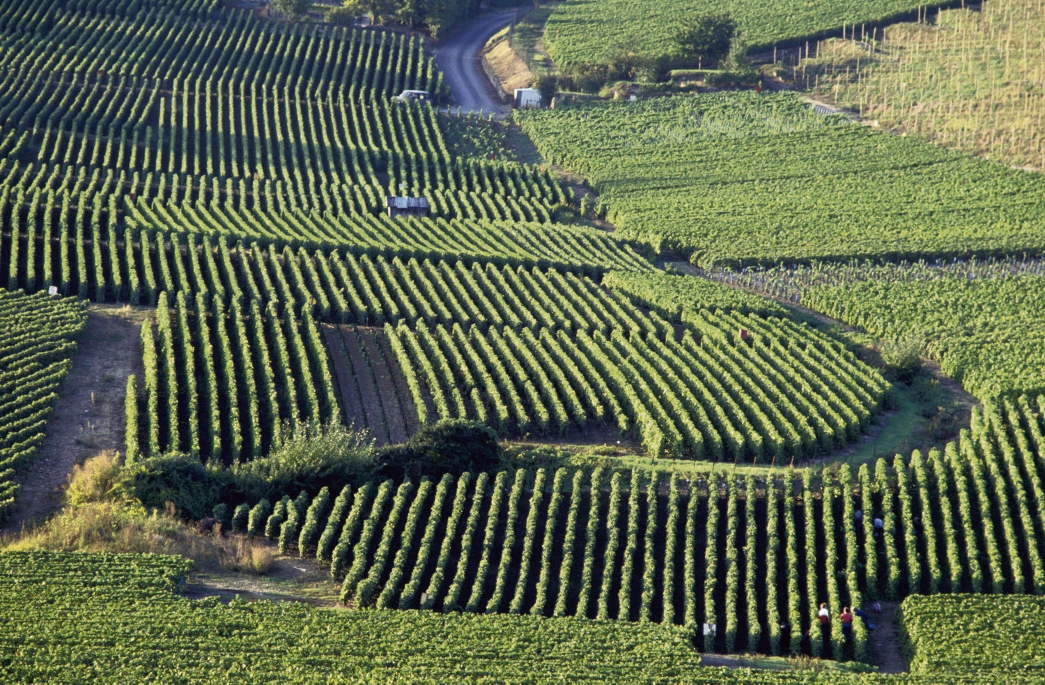 Speculation, exports and deregulation… Why champagne and cognac are in crisis