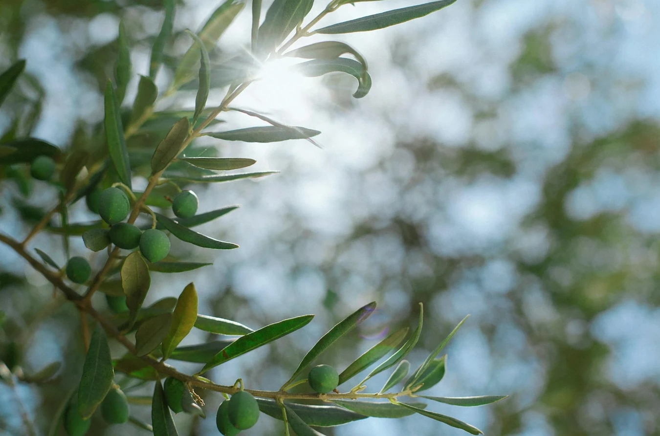 Defending the Rights of Nature with Art: Olive Groves' Struggle for the Right to Life Awarded