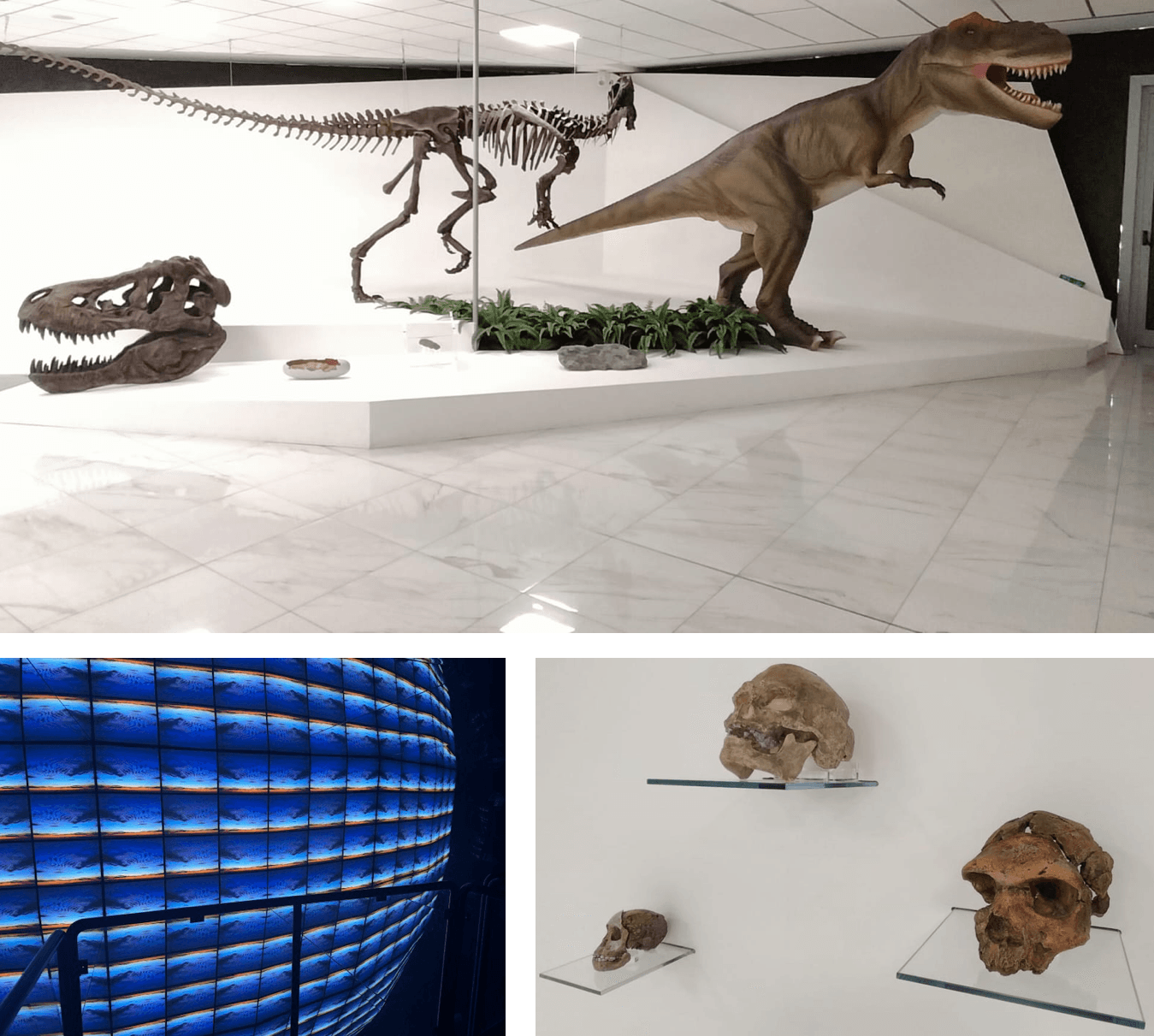 Biogeo Museum, meer dan 1.600 bezoekers van januari tot juli