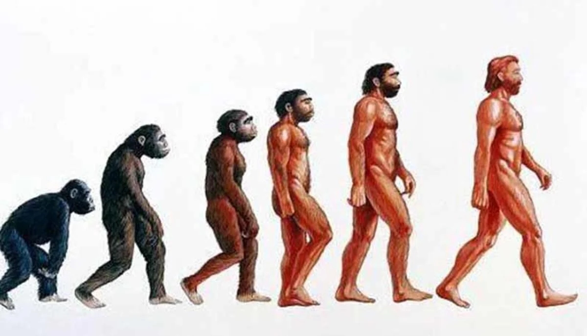 Wetenschap: Hoe eetgewoonten de fysieke evolutie van mensachtigen hebben beïnvloed