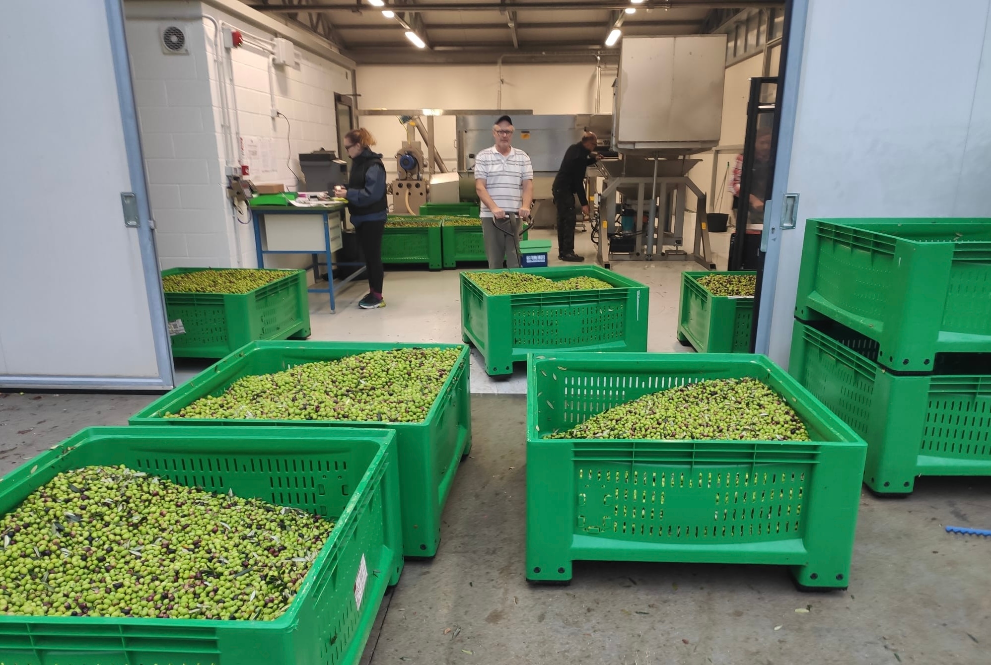 Olive growing in FVG, training through the EVO Oil Producers Consortium