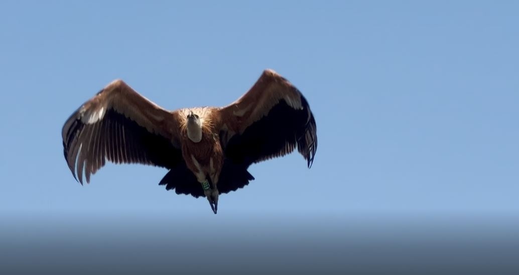 Três abutres-grifo soltos na Reserva Cornino