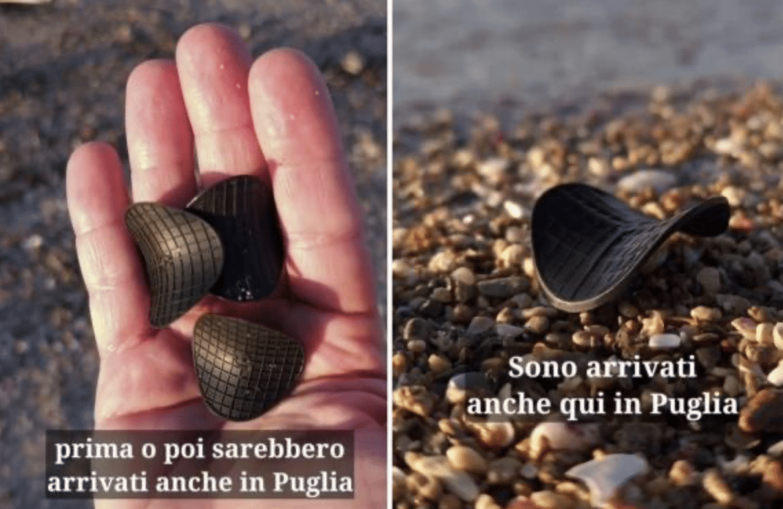 Apulia invadida por discos negros: la alarma ambiental parte del Adriático y llega a nuestras playas