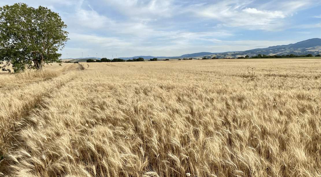 Daunia Durum, de durumtarwe van Foggia, is op weg naar een kwaliteitskeurmerk.