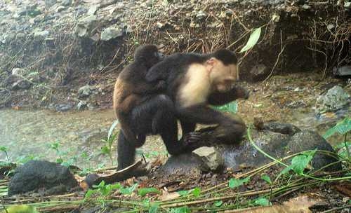 Monos capuchinos secuestran las crías de primates aulladores, revela video